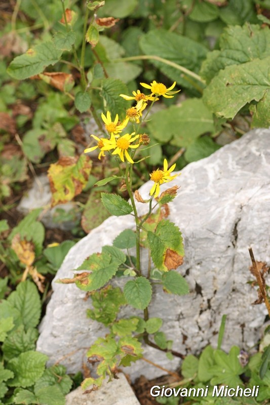 Jacobaea alpina